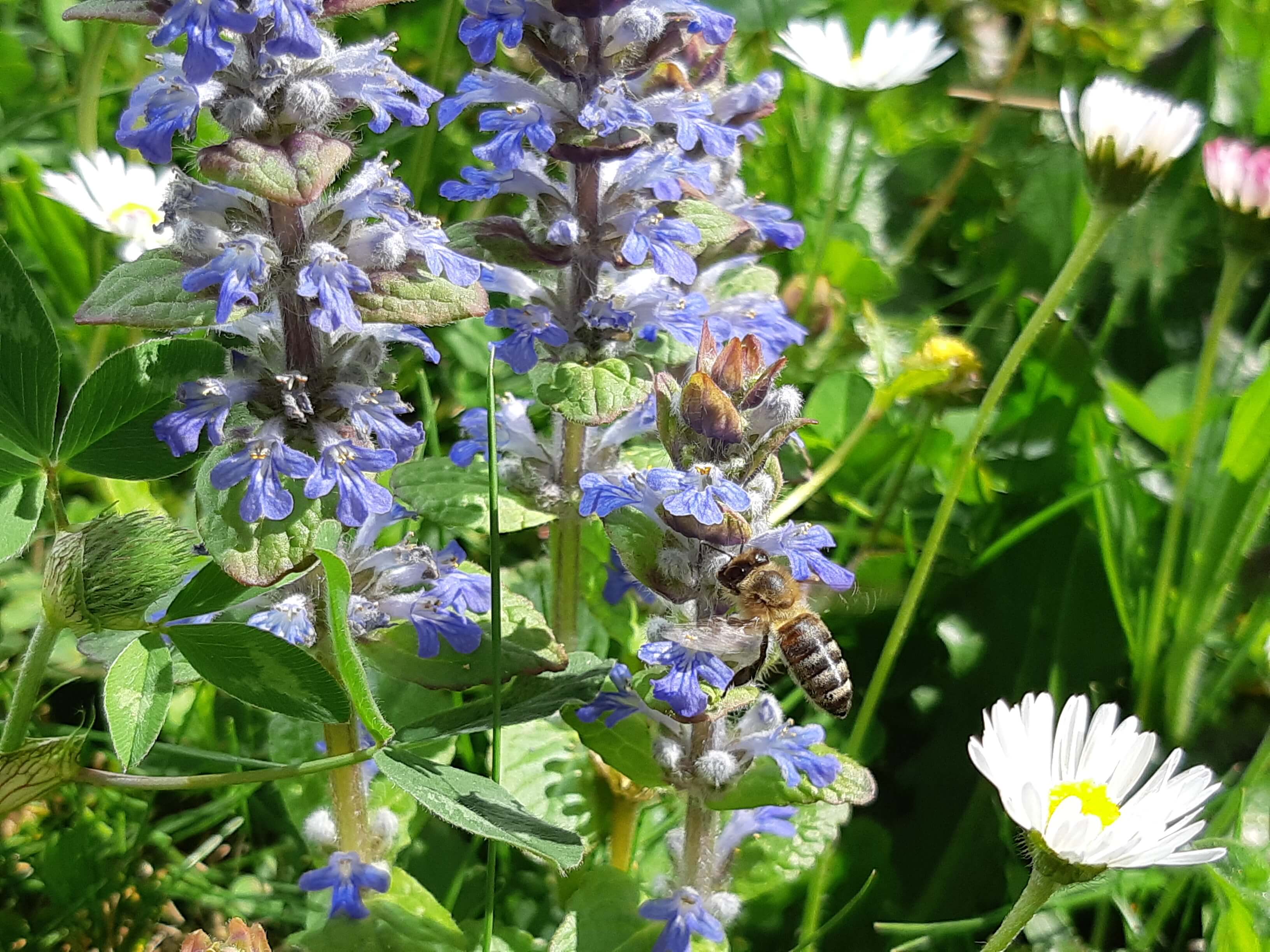 <p><strong>DIAGNOSTIC ÉCOLOGIQUE DES SITES SOMFY DE LA VALLÉE DE L’ARVE ET DE BONNEVILLE</strong><br />
France - Sites SOMFY de Cluses et de Bonneville - Un premier diagnostic écologique de la flore a été réalisé par France Nature Environnement en 2022 sur les sites SOMFY de la vallée de l’Arve.</p>
