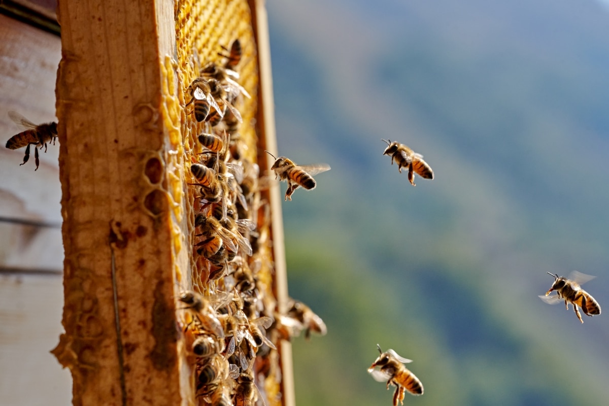<p><strong>BEES AND HONEY COLLECTION</strong><br />
France, SOMFY sites in the Arve Valley – The four SOMFY sites in the Arve Valley host a dozen beehives in partnership with the association Apidae who performs weekly maintenance during the high season. The first 2021 harvest reaped 45 kg of honey and in spite of the drought, the 2022 harvest reaped 182 kg. The apiaries have enabled the reintroduction of the Savoy black bee, a local endemic species in danger of extinction. Now we can offer local honey to our customers and collaborators!</p>
