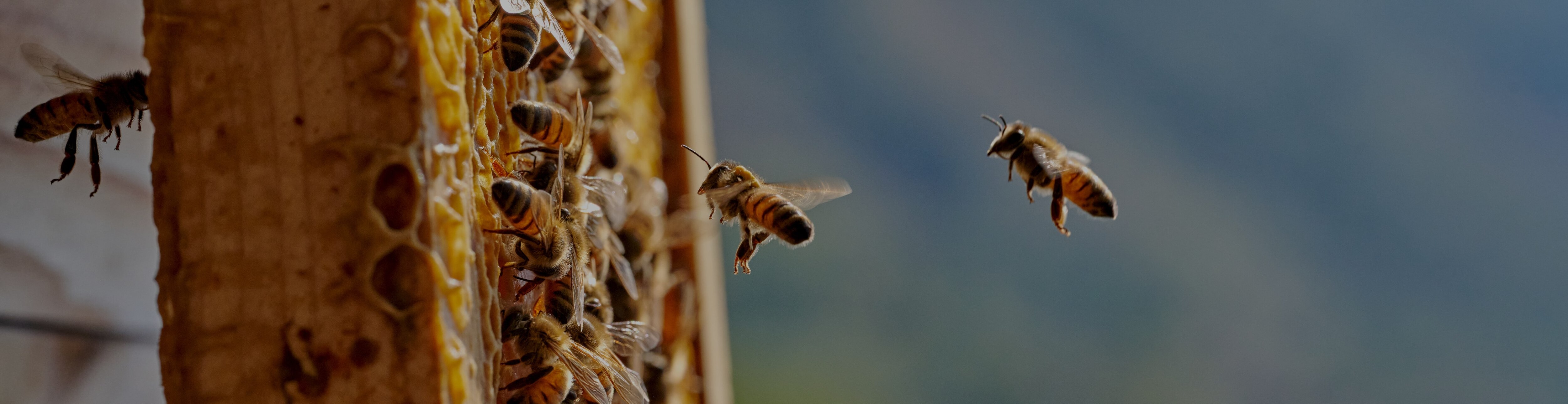 Caring for biodiversity