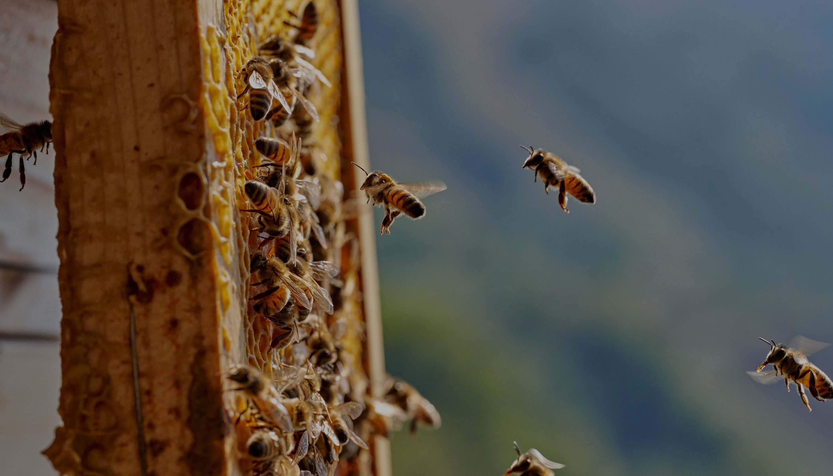 Caring for biodiversity