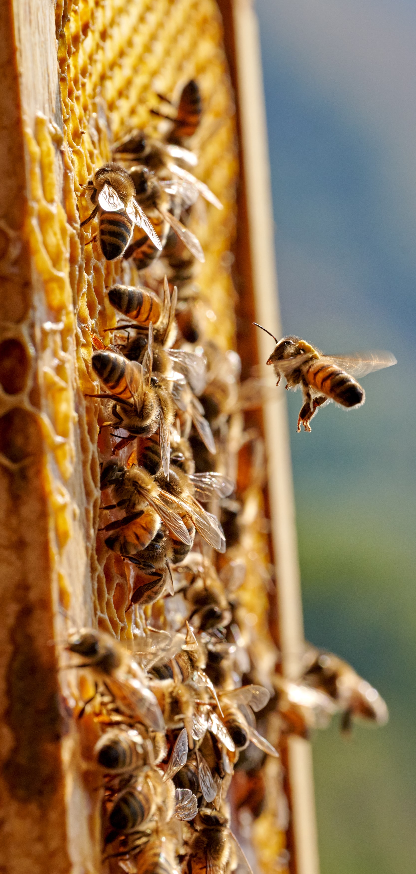 Prendre soin de la biodiversité